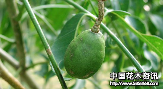 lapsed,choerospondias axillaris,nepali hog plum
